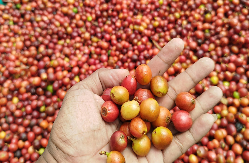 Anaerobic Coffee Processing: How It Works and What It Tastes Like