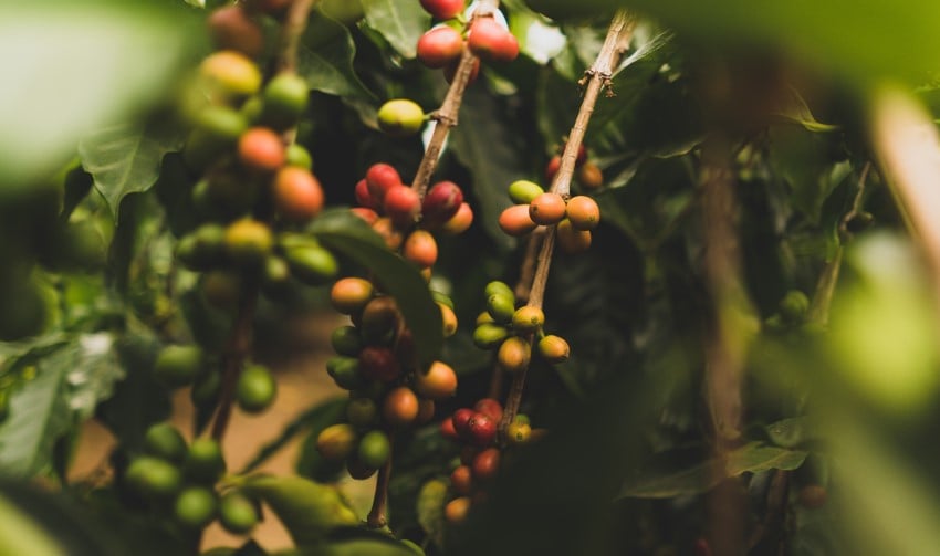 Coffee Processing