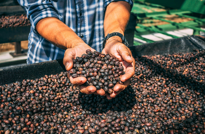 Natural Coffee Processing: How It Works and What It Tastes Like