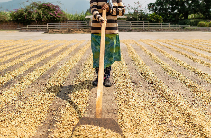 Washed Coffee Processing: How It Works and What It Tastes Like