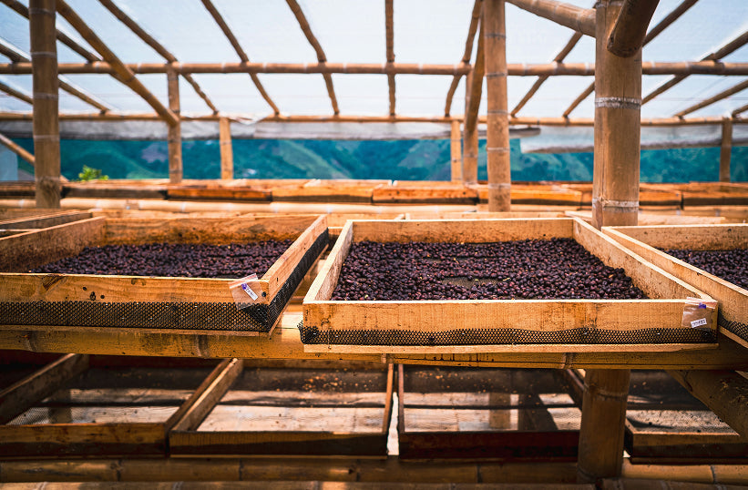 What Is Single Origin Coffee?