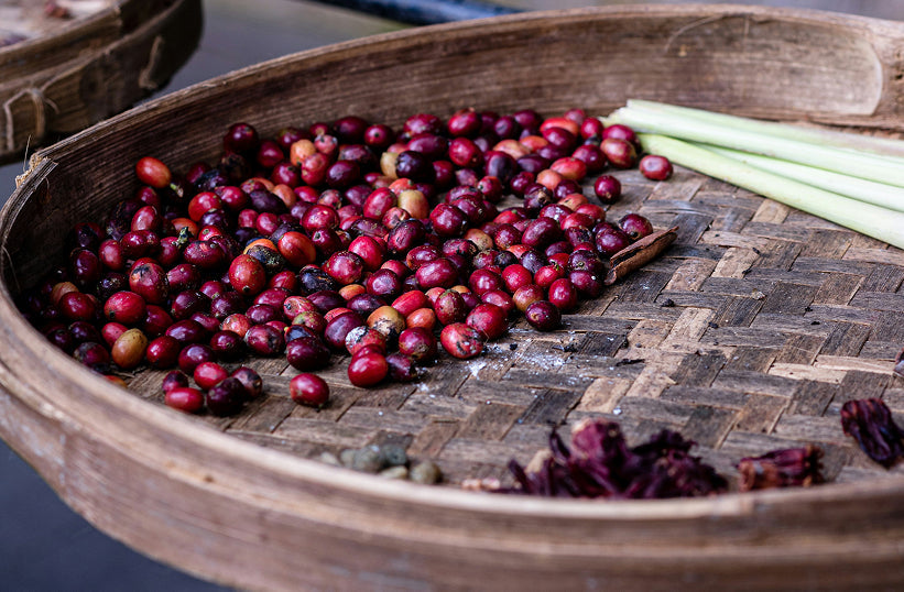 Coffee Cherries in a basket